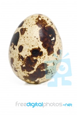 Raw Quail Egg Stock Photo