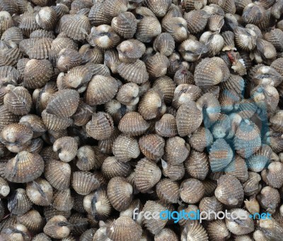 Raw Sea Food Stock Photo