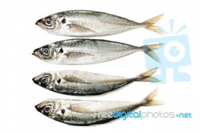 Raw Short Mackerel Fish Stock Photo