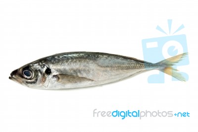 Raw Short Mackerel Fish Stock Photo