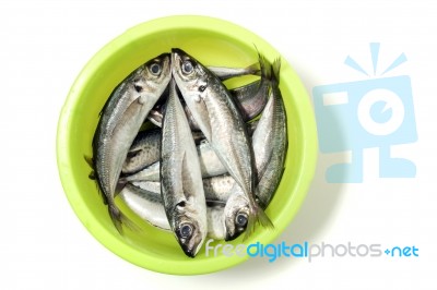 Raw Short Mackerel Fish Stock Photo