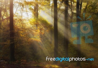 Ray Of Sunshine Stock Photo