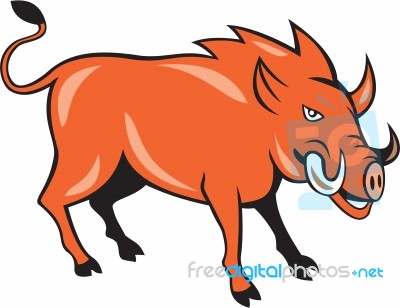 Razorback Head Charge Cartoon Stock Image