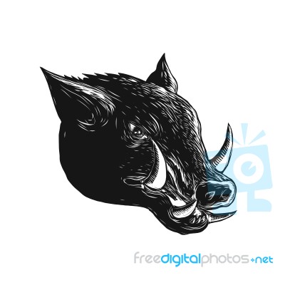 Razorback Wild Boar Scratchboard Stock Image