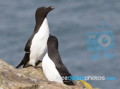 Razorbill Alca Torda Stock Photo