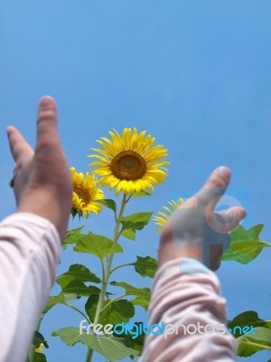 Reaching Out To Sunflowers Stock Photo