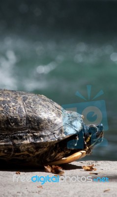 Read Eared Turtle Stock Photo