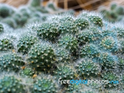 Rebutia Cactus (rebutia Albiflora) Stock Photo