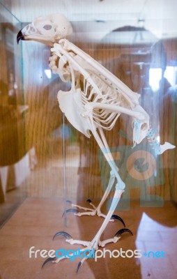 Reconstructed Skeleton Of A Bird Stock Photo