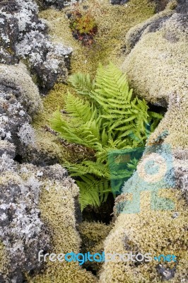 Recovering Lava Fields Stock Photo