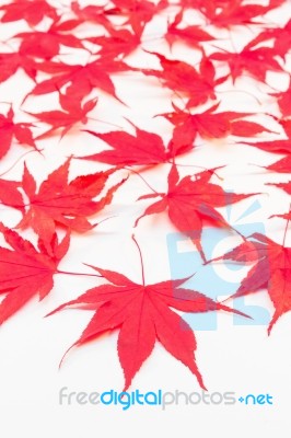 Red Acer Leaves On White Background Stock Photo