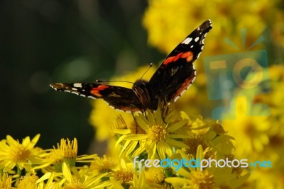 Red Admiral Stock Photo