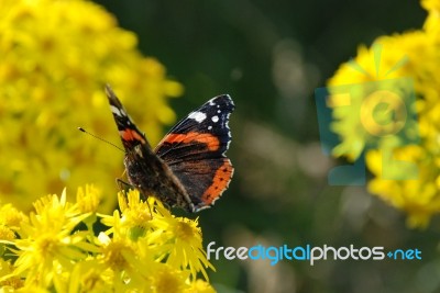 Red Admiral Butterfly Stock Photo