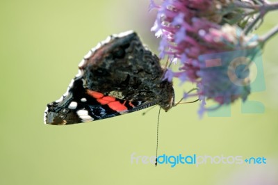 Red Admiral (vanessa Atalanta) Stock Photo