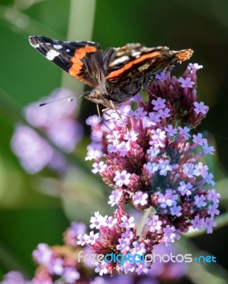 Red Admiral (vanessa Atalanta) Stock Photo