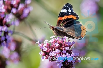 Red Admiral (vanessa Atalanta) Stock Photo