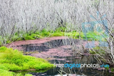 Red Algae And Dead Trees At Para Wetlands In New Zealand Stock Photo