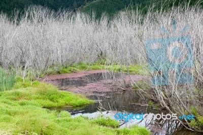 Red Algae And Dead Trees Para Wetlands Stock Photo