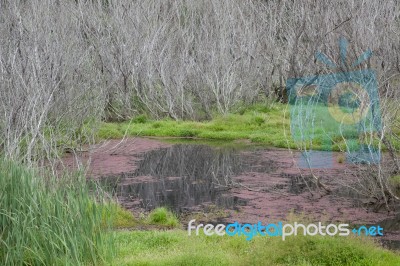 Red Algae And Dead Trees Para Wetlands Stock Photo