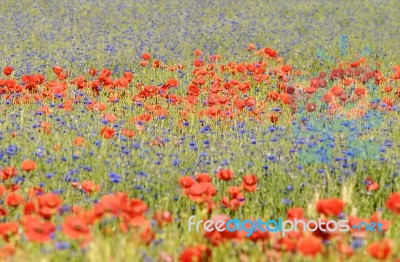 Red And Blue Stock Photo