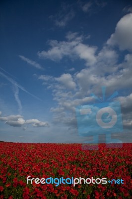 Red And Blue Stock Photo