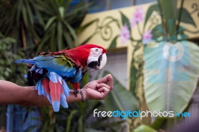 Red And Blue Macaw Stock Photo