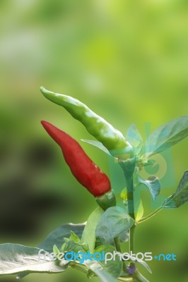 Red And Green Chili Plant On Blur Garden Stock Photo