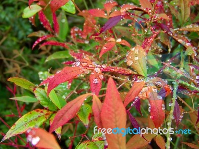 Red And Green Leaves With Raindrops Stock Photo