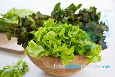 Red And Green Oak Lettuce Stock Photo