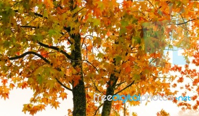 Red And Orange Leaves Of The Liquidambar Under The Autumn Rain Stock Photo