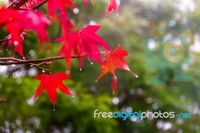 Red And Orange Leaves Of The Liquidambar Under The Autumn Rain Stock Photo