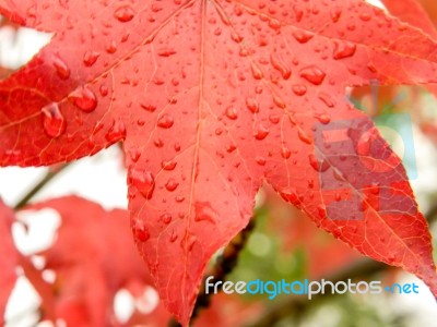 Red And Orange Leaves Of The Liquidambar Under The Autumn Rain Stock Photo