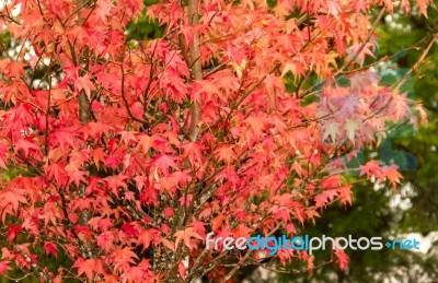 Red And Orange Leaves Of The Liquidambar Under The Autumn Rain Stock Photo