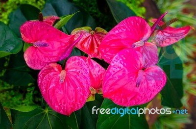 Red And Pink Anthurium Flower Also Known As Tail Flower Stock Photo