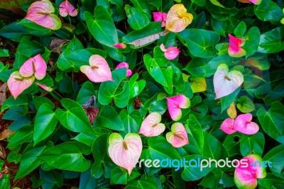 Red And Pink Anthurium Flower Also Known As Tail Flower Stock Photo