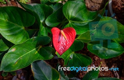 Red And Pink Anthurium Flower Also Known As Tail Flower Stock Photo