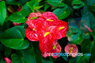 Red And Pink Anthurium Flower Also Known As Tail Flower Stock Photo