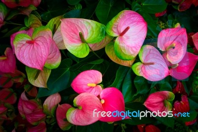 Red And Pink Anthurium Flower Also Known As Tail Flower Stock Photo