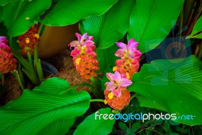 Red And Pink Galangal Flower In Garden With Leaves Stock Photo