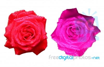 Red And Pink Roses Stock Image