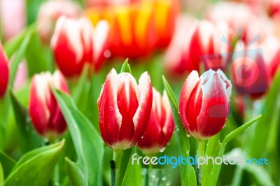 Red And White Tulips Stock Photo