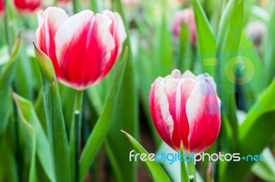 Red And White Tulips Stock Photo