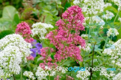 Red And White Valerian (centranthus Ruber) Stock Photo