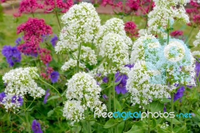 Red And White Valerian (centranthus Ruber) Stock Photo