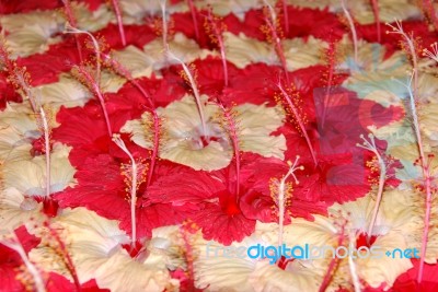 Red And Yellow Hibiscus Pistilles Flowers Stock Photo