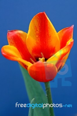 Red And Yellow Tulip Stock Photo