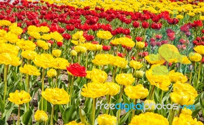 Red And Yellow Tulips Growing In The Flowerbed Stock Photo