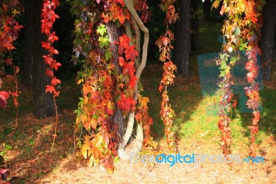 Red And Yelow Leaves In Autumn  Park Stock Photo