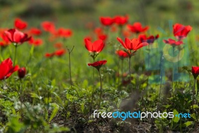 Red Anemone Field Stock Photo