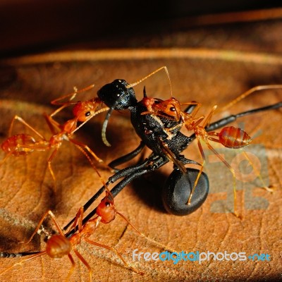 Red Ant Stock Photo